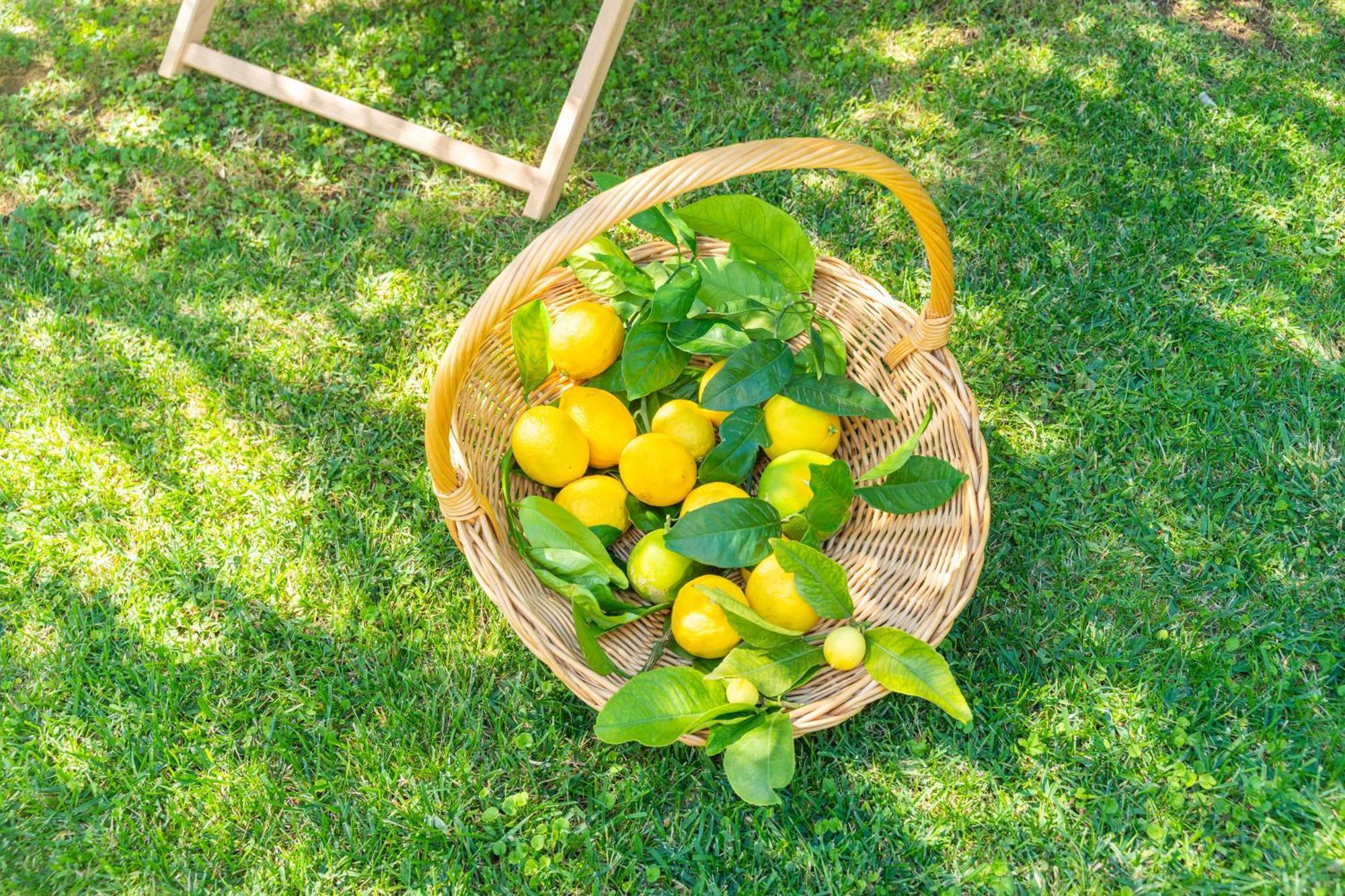 Villa Lemon Garden - Apartment In Dubrovnik Mlini Exteriér fotografie